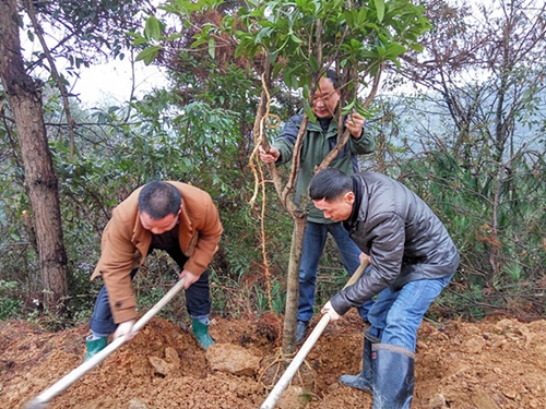 農(nóng)機(jī)局局長(zhǎng)傅斌克（中）正在扶正樹苗.jpg