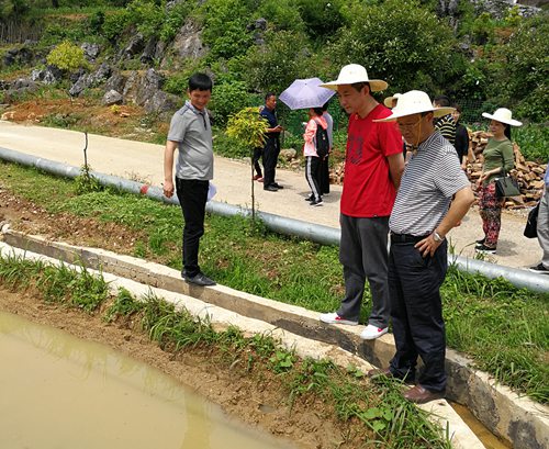 圖為蘇立（右二）、李建設(shè)（右一）在察看稻田養(yǎng)魚產(chǎn)業(yè).jpg